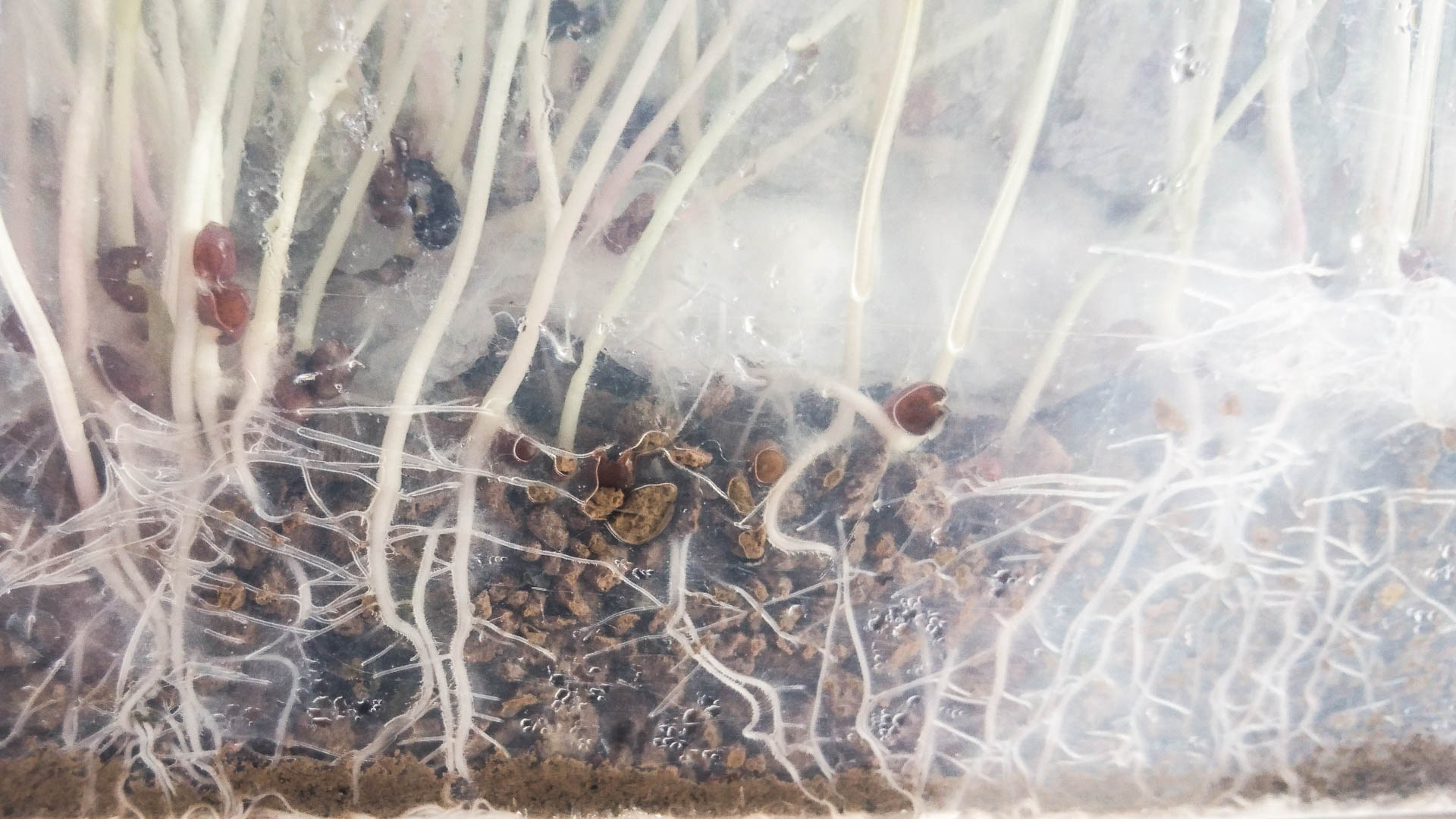 Zeolite Chabasite granulare 3-6 mm - Zeocoltura